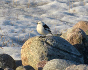 Nunavut Bird Pat Parks 1