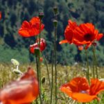 Un message de l’Assemblée spirituelle nationale à l’occasion de l’anniversaire du martyre du Báb