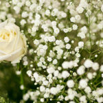 DM flower banner
