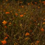 National Assembly message for the Canadian Bahá’í community