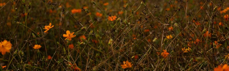 Message de l’Assemblée spirituelle nationale à la communauté bahá’íe du Canada