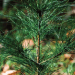 Fall/Winter 2026 issue of Bahá’í Canada