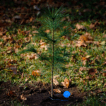 Fall/Winter 2025/2026 issue of Bahá’í Canada