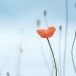 In memoriam January-April 2026