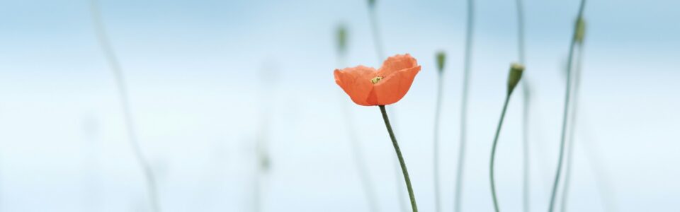 In memoriam January-April 2026