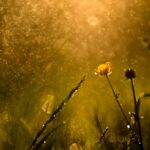 In memoriam May-August 2026
